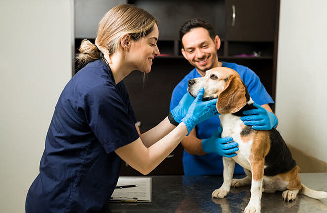 Pet Surgery Risks and Benefits