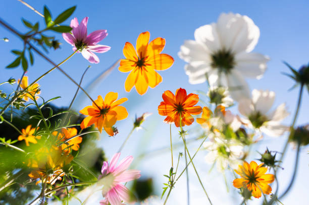 Flower Shop in Ajman
