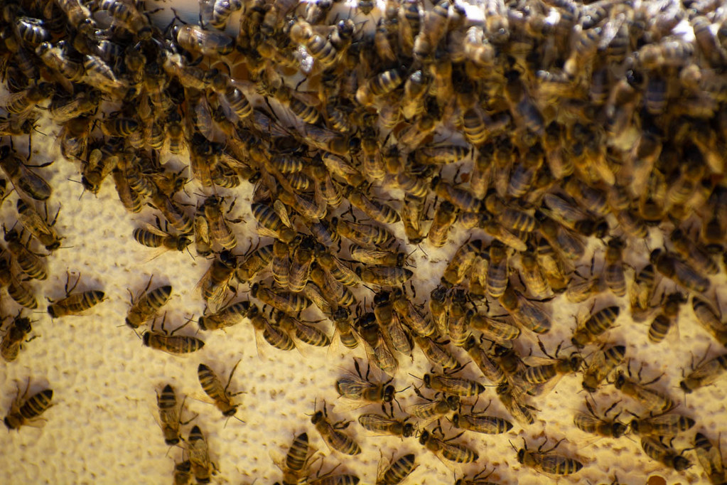 Why Bees Hover Around Cars and How to Keep Them Away